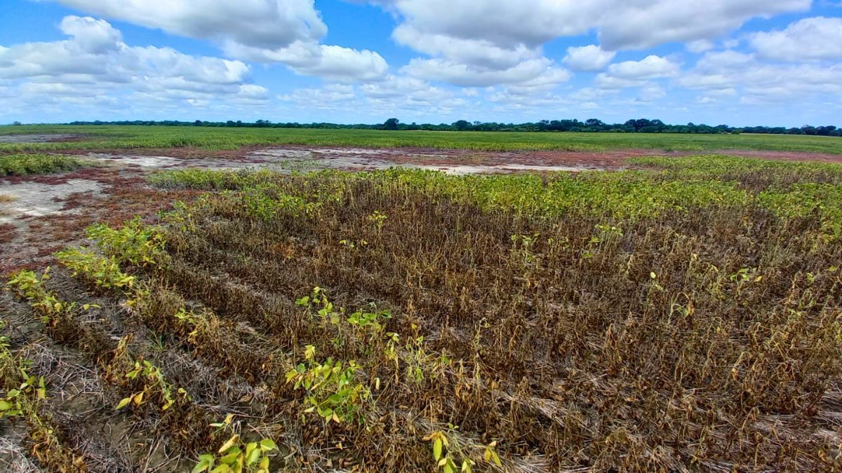 Overos o manchoneados, los lotes de soja en el norte provincial reflejan la suerte que tuvieron con las lluvias. Overos o manchoneados, los lotes de soja en el norte provincial reflejan la suerte que tuvieron con las lluvias.