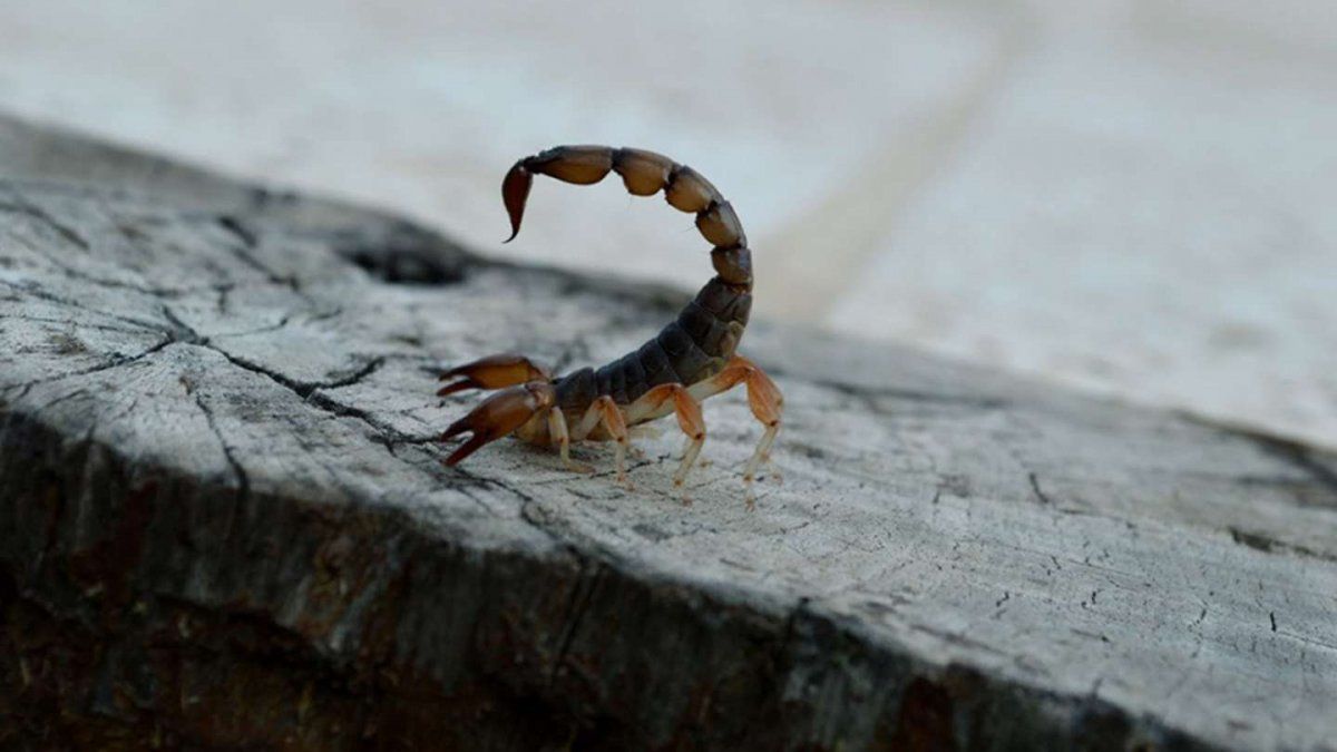 Cómo reconocer que un menor fue picado por un alacrán.