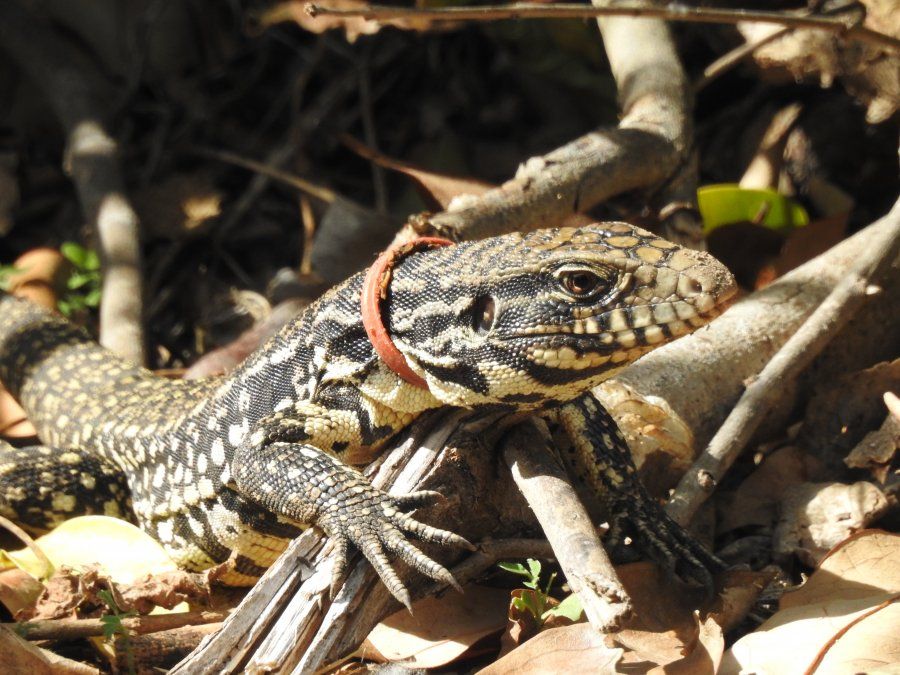 Otro ejemplo de las consecuencias fatales que la contaminación con plástico tiene en la fauna.