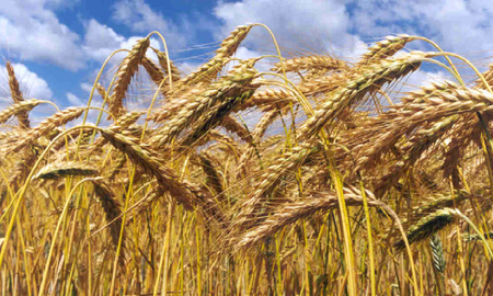 El primer ministro italiano, Mario Draghi, confirmó este viernes que la Unión Europea podrá importar productos agropecuarios de la Argentina. El primer ministro italiano, Mario Draghi, confirmó este viernes que la Unión Europea podrá importar productos agropecuarios de la Argentina.