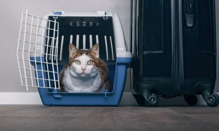 Polémica: una mujer fue captada amamantando a su gato en pleno vuelo Polémica: una mujer fue captada amamantando a su gato en pleno vuelo