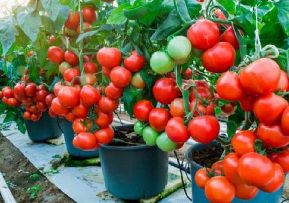Cultivo de tomates
