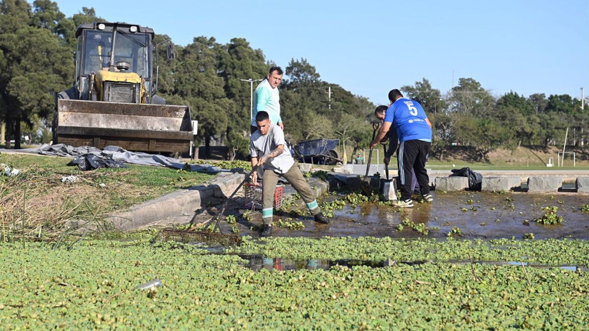 Parque del Sur: limpian la vegetación asentada en el lago que complicaba el desarrollo de los deportes náuticos