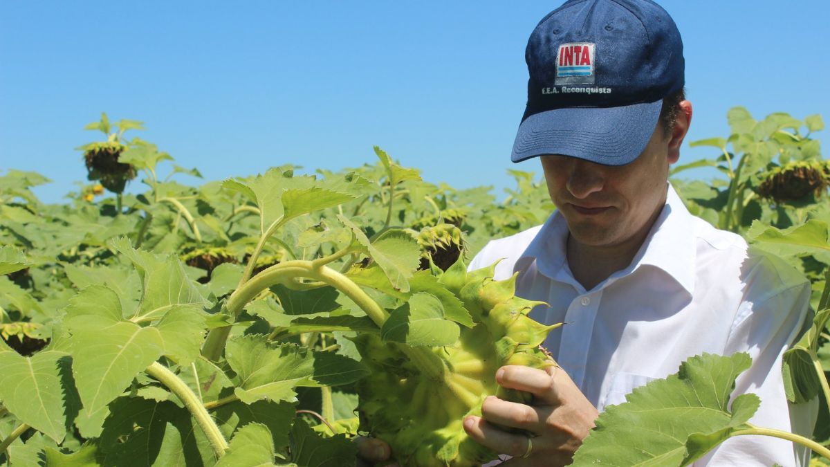 Sobre unas 1.200 hectáreas “se produce de manera eficiente”, dijo el director de INTA Reconquista, aplicando los paquetes tecnológicos que desarrollan los investigadores
