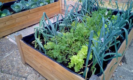 Pasos para hacer una huerta en casa. Pasos para hacer una huerta en casa.