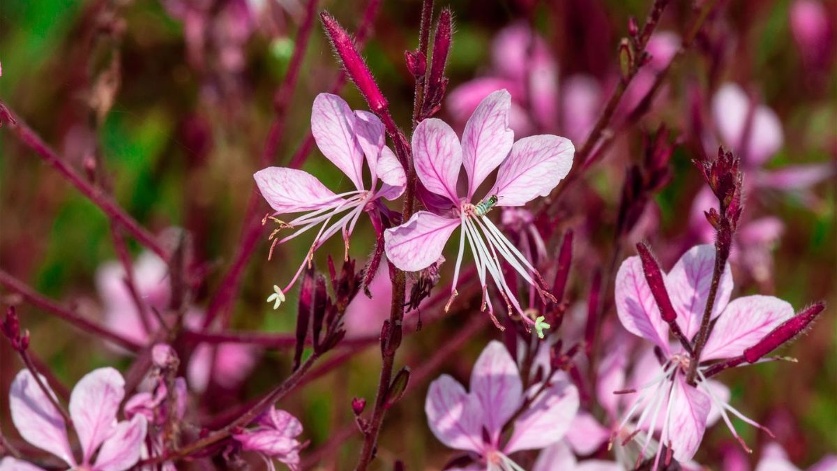 Produce flores livianas que se balancean con el viento y resisten semanas enteras de calor intenso. Produce flores livianas que se balancean con el viento y resisten semanas enteras de calor intenso.