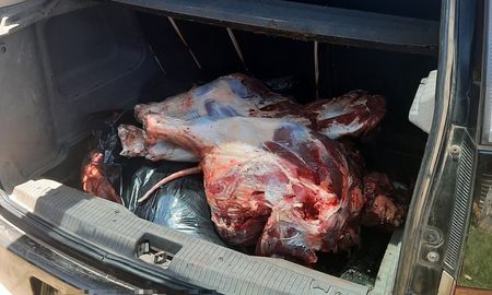 Un hombre de San Justo fue detenido por el personal de la Guardia Rural Los Pumas ofreciendo carne cuatrereada. Un hombre de San Justo fue detenido por el personal de la Guardia Rural Los Pumas ofreciendo carne cuatrereada.