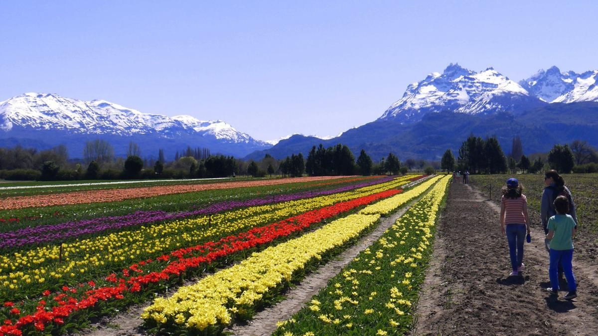 Senderos florales y pasarelas amplias permiten recorrer el campo de tulipanes con total comodidad.