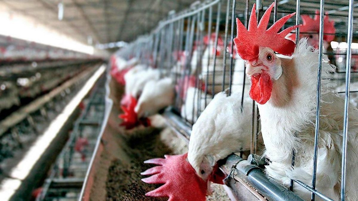 Argentina produce 33 millones de huevos por día.