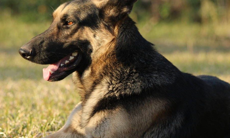 Un perrito que se curó de cáncer enterneció a las redes sociales Un perrito que se curó de cáncer enterneció a las redes sociales
