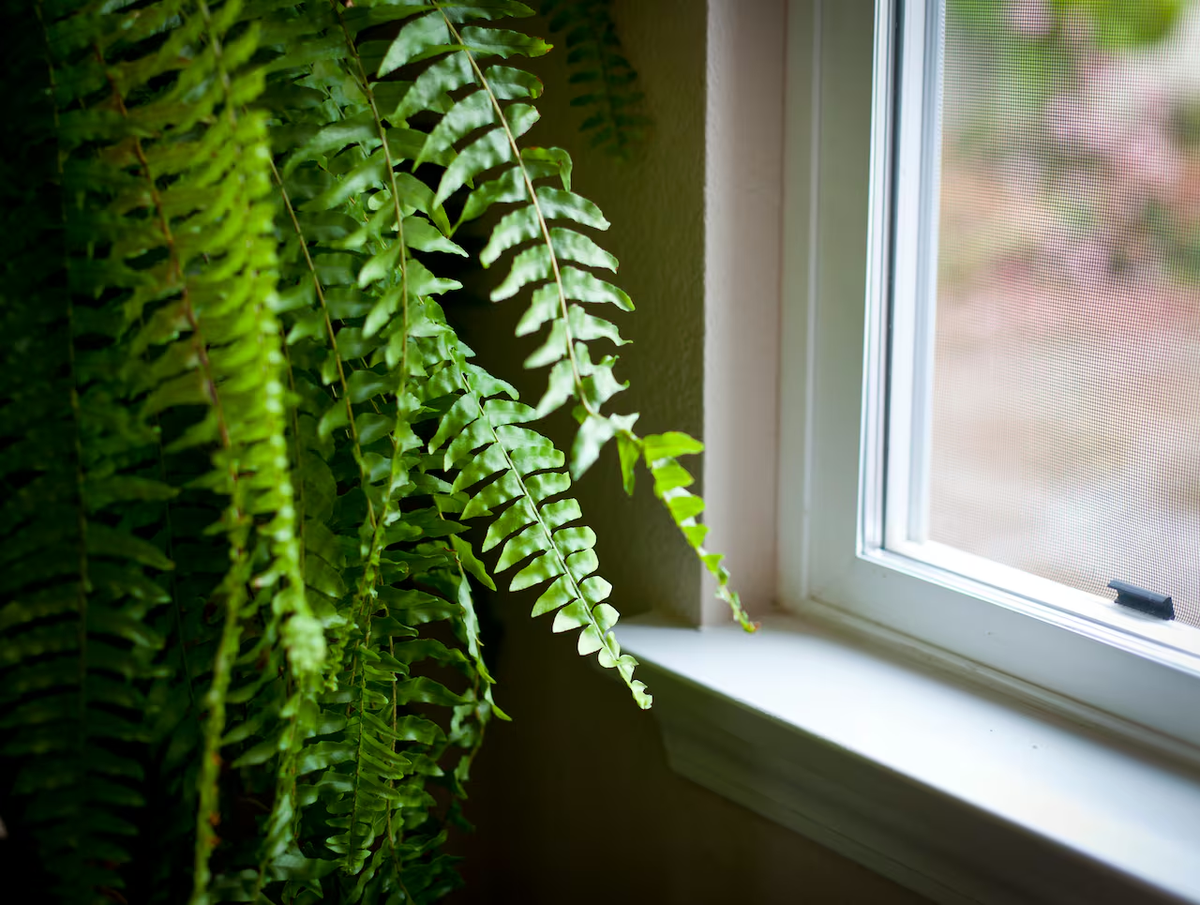 Plantas que combaten la humedad en el hogar: helecho de Boston. Plantas que combaten la humedad en el hogar: helecho de Boston.