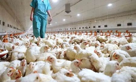 Desde Senasa recomendaron a todos los establecimientos avícolas del país reforzar las medidas de manejo, higiene y bioseguridad Desde Senasa recomendaron a todos los establecimientos avícolas del país reforzar las medidas de manejo, higiene y bioseguridad