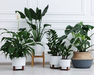 Estas plantas se desarrollan mejor en maceta que en el jardín y muchos no lo saben.