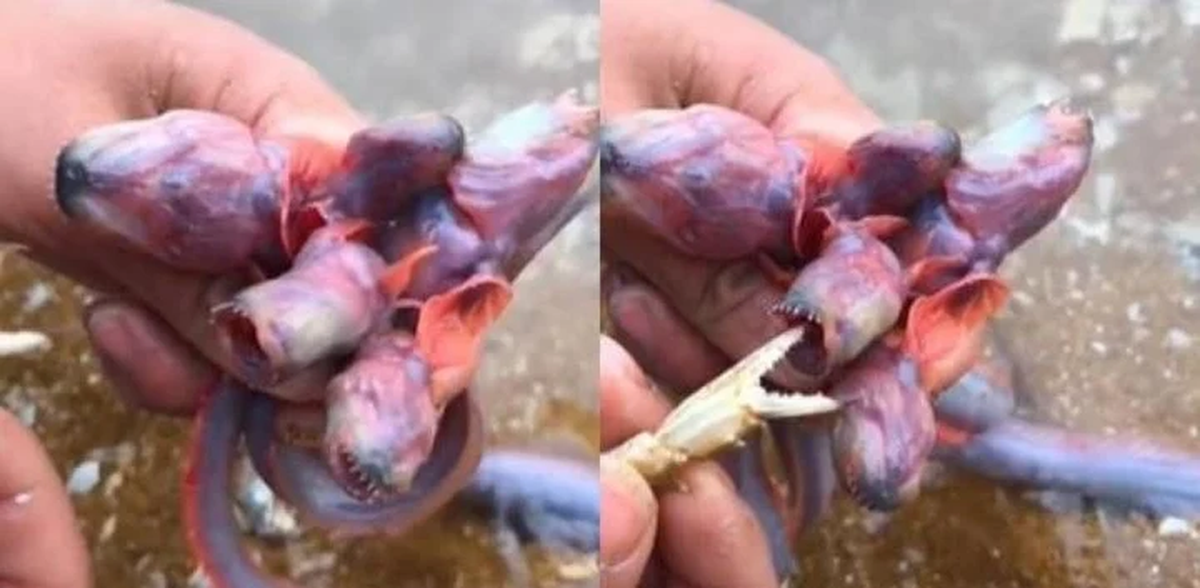 La extraña criatura que causó revuelo en las redes sociales.