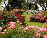 Parece una rosa gigante, pero vive durante años y necesita muchos menos cuidados.