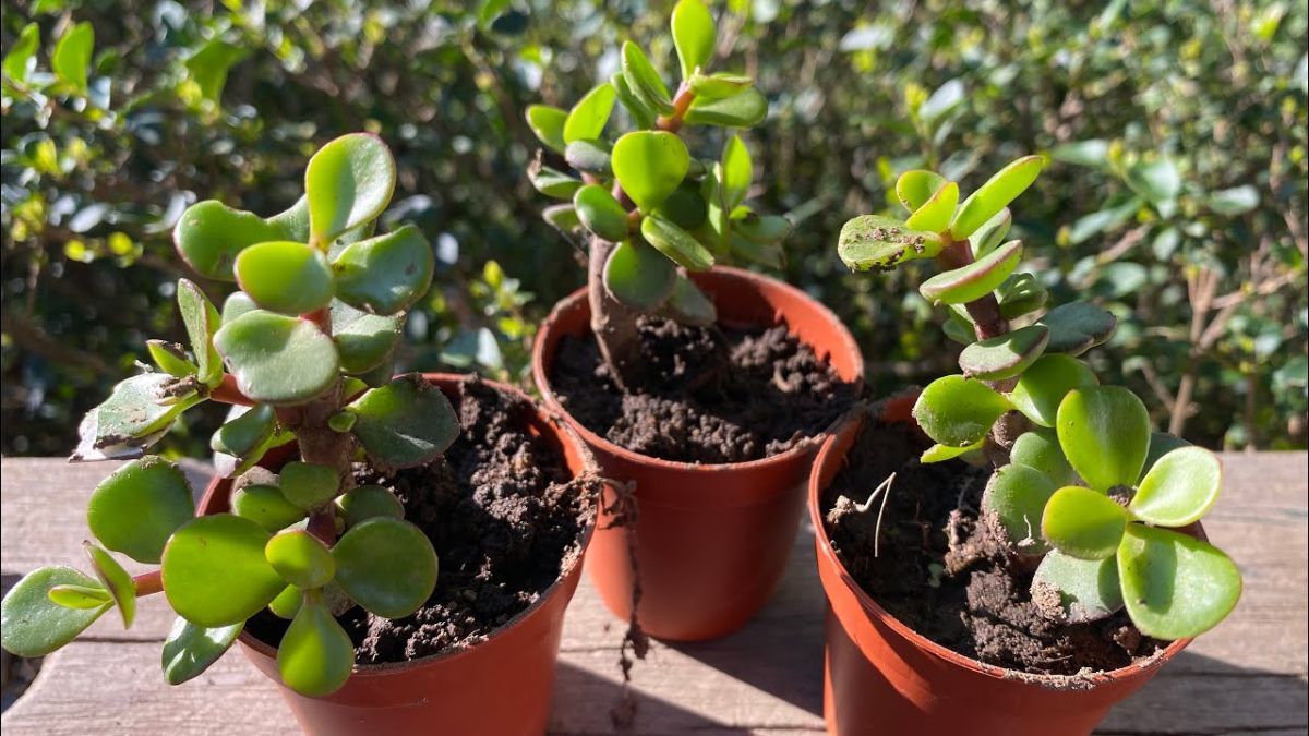 Una Planta de la Moneda saludable desarrolla tallos compactos y hojas brillantes que cuelgan formando una cortina natural. Una Planta de la Moneda saludable desarrolla tallos compactos y hojas brillantes que cuelgan formando una cortina natural.