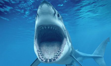 video: un tiburon blanco lucha por devorar a un pez gigante a pocos metros de una embarcacion video: un tiburon blanco lucha por devorar a un pez gigante a pocos metros de una embarcacion