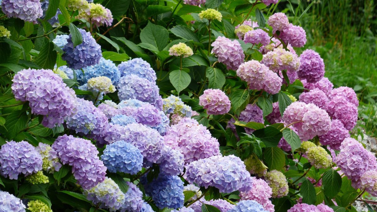 Sembrar hortensias en primavera asegura un crecimiento fuerte y flores abundantes. Sembrar hortensias en primavera asegura un crecimiento fuerte y flores abundantes.