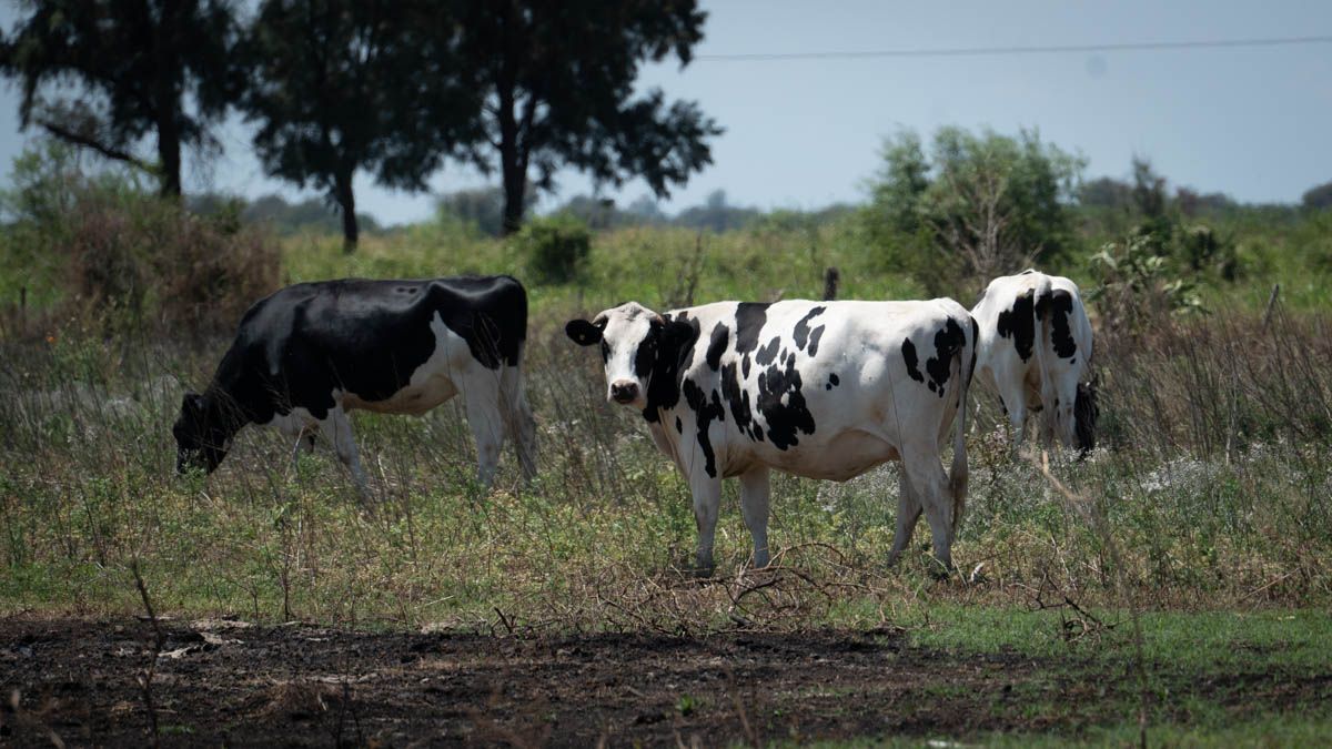 “Es fundamental que generemos oportunidades de financiamiento y que potenciemos esta industria que es estratégica para la economía regional", remarcó el Secretario de Agricultura, Ignacio Mántaras.