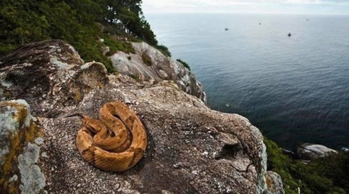 La isla de Brasil custodiada por serpientes doradas.