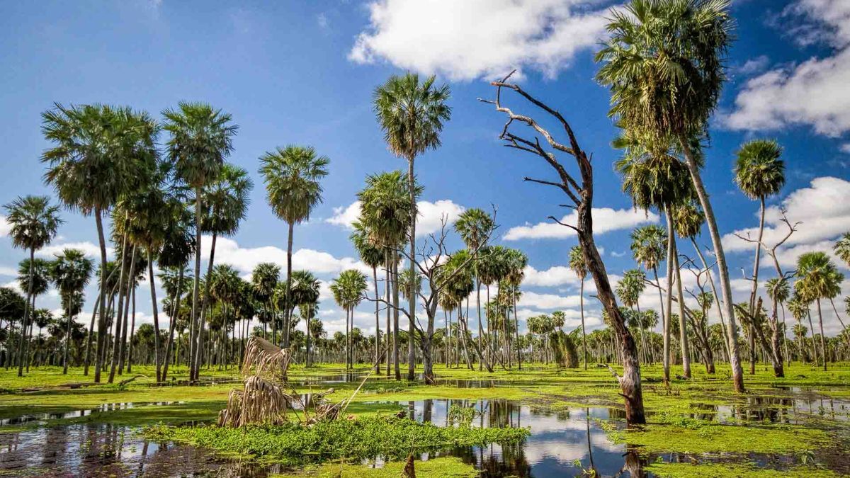 Escapada bañado natural en Formosa con espejos de agua que guarda un sinnúmero de especies autóctonas