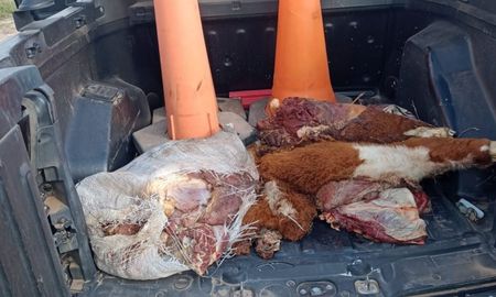 operativos en vera, irigoyen y gato colorado muestran que el abigeato golpea a toda la provincia operativos en vera, irigoyen y gato colorado muestran que el abigeato golpea a toda la provincia