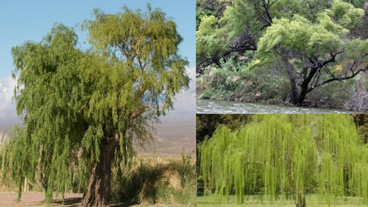 Lograr una sombra fresca en Santa Fe es posible eligiendo esta planta autóctona que convive con la mariposa y la fauna del río.