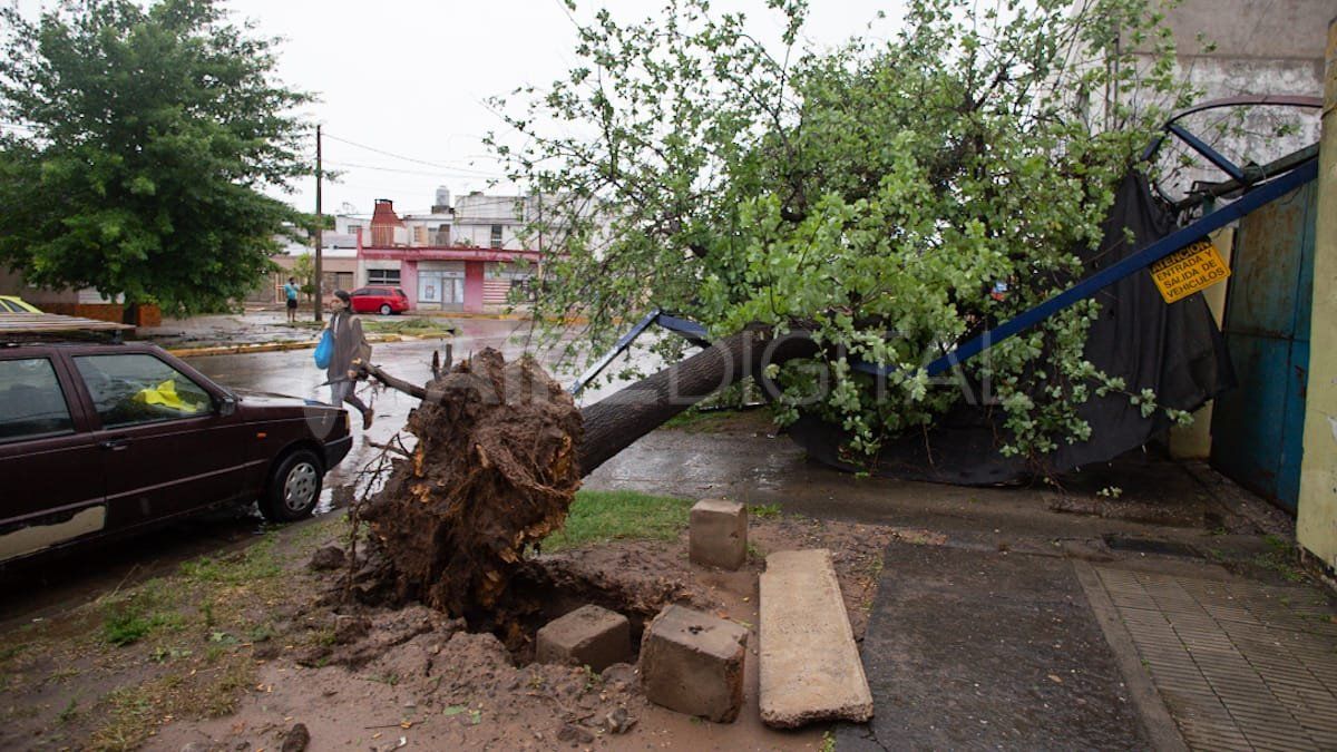 El toldo y el tapial de una remisería fueron aplastados por un árbol caído.