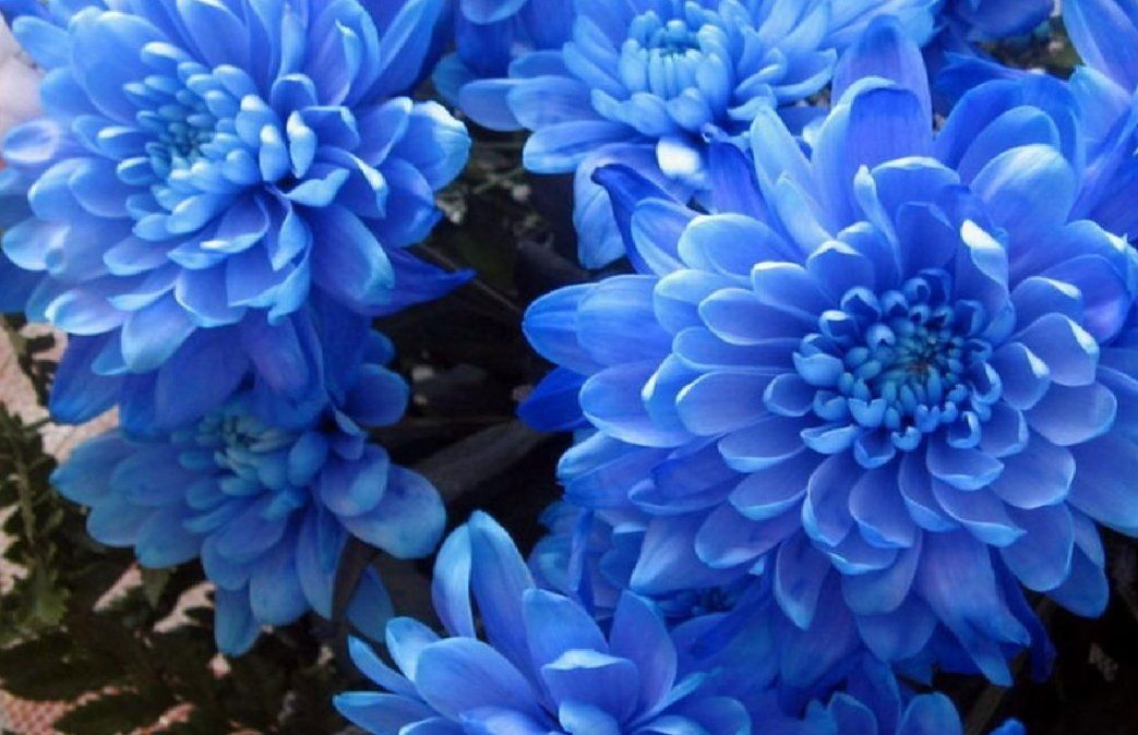 Cuál es el significado de las flores según su color