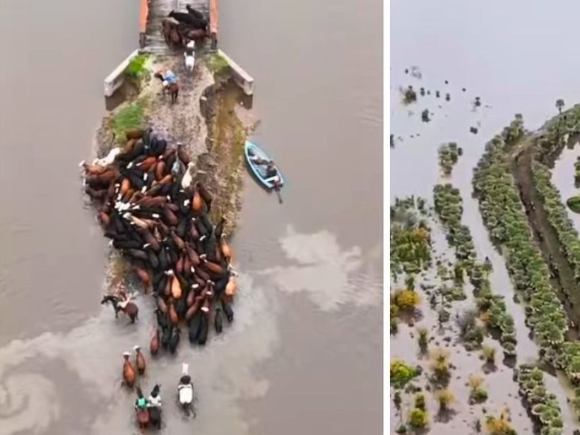 Imágenes impactantes: antes de El Niño, los Bajos Submeridionales siguen inundados y los ganaderos evacúan hacienda