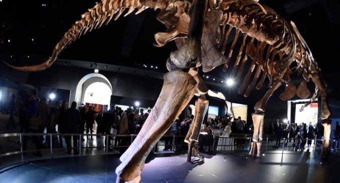 “Patagotitan mayorum” se llama el mayor dinosaurio en caminar sobre la Tierra