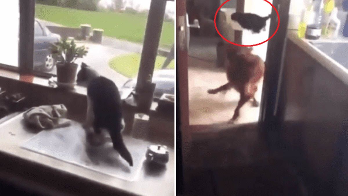 Un gato logr&aacute; escapar &eacute;picamente de un perro que lo ten&iacute;a acorralado
