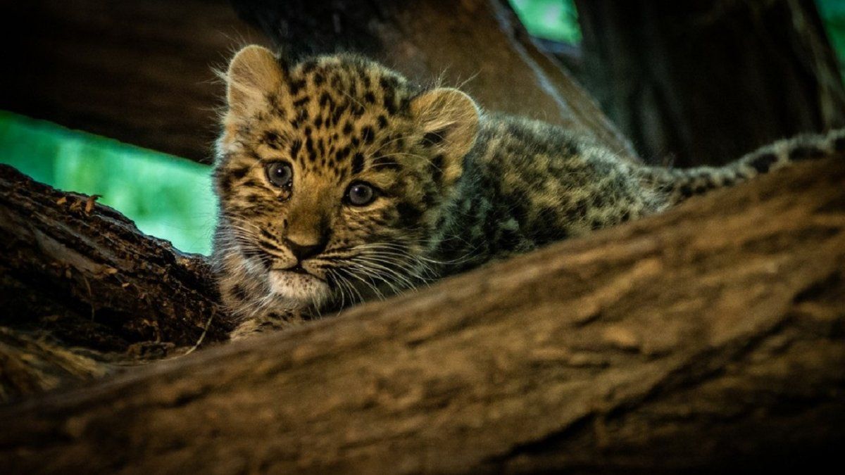 Un hombre rescató a dos gatitos del frío y luego descubrió que eran  leopardos