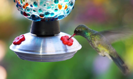 Cómo hacer néctar casero para colibrí en casa: la receta Cómo hacer néctar casero para colibrí en casa: la receta
