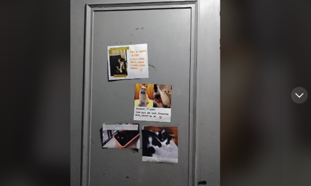Viral: Tinder de gatitos Viral: Tinder de gatitos
