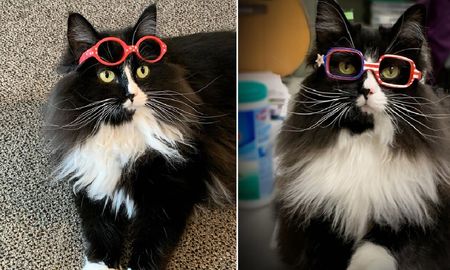 La pequeña felina consiguió miles de visitas en las redes sociales. La pequeña felina consiguió miles de visitas en las redes sociales.