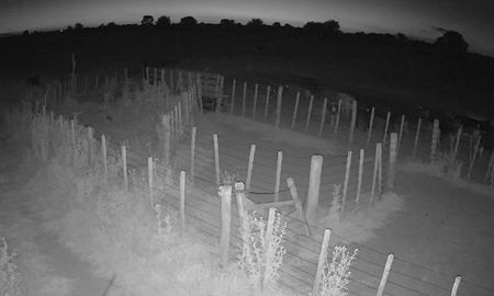 nuevo intento de abigeato en las colonias: una camara volvio a frustrar la faena nuevo intento de abigeato en las colonias: una camara volvio a frustrar la faena