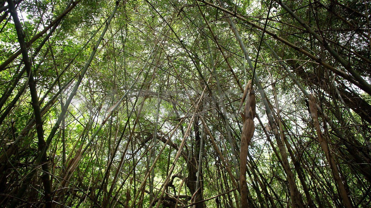 El reclamo por la ley se intensificó luego de la quema de 900 mil hectáreas de los humedales del Delta del río Paraná entre 2020 y 2021.