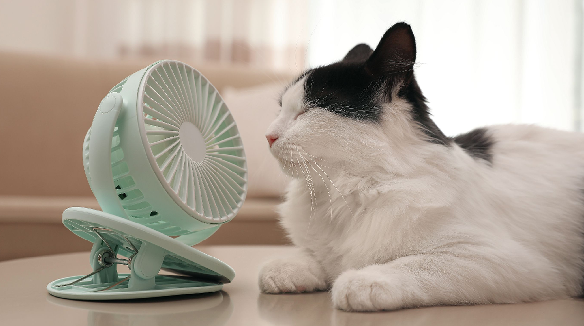Los síntomas del golpe de calor en gatos generan una temperatura superior a 42 grados y su lengua puede volverse azul.   