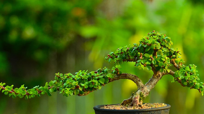 Árbol de Jade: cómo transformarlo en un bonsái para atraer abundancia y éxito, según el Feng Shui