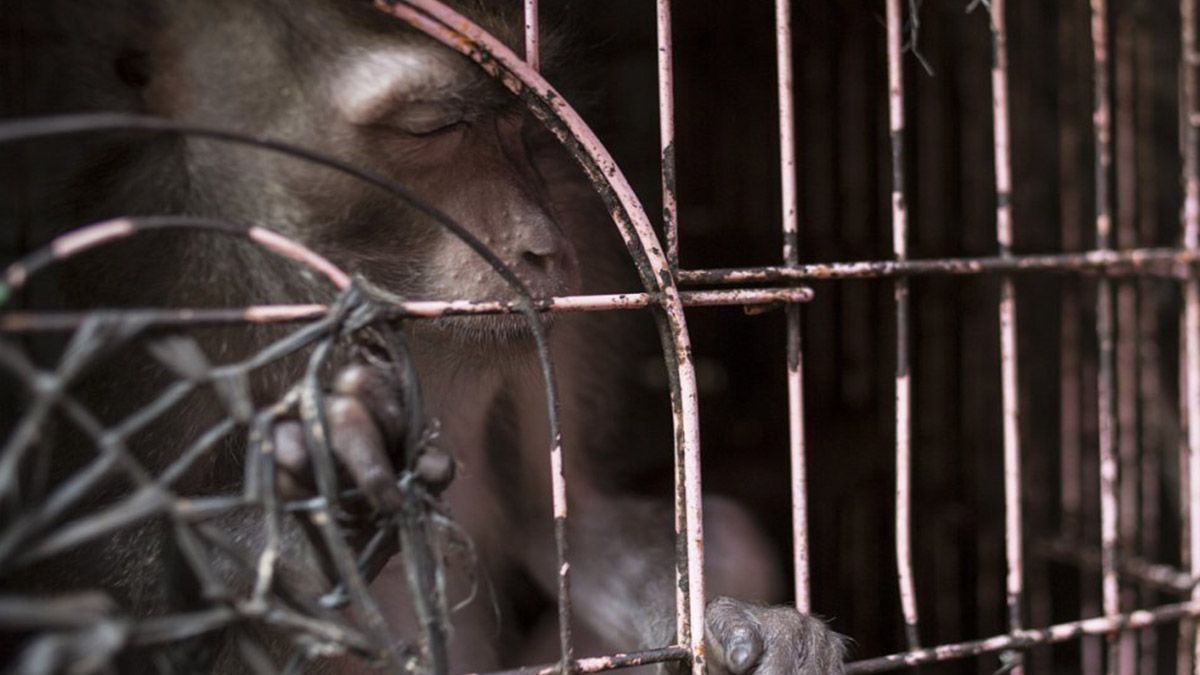 Un ejemplar de macaco típico del Sudeste asiático enjaulado en la zona de venta de primates del mercado. 