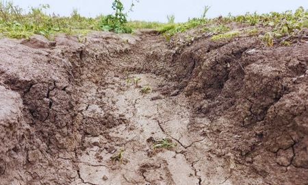 Registro del proceso de erosión laminar + surco + cárcava, en un lote de maíz de segunda en el departamento General Obligado, documentado por el Sistema de Estimaciones Agrícolas (SEA) Registro del proceso de erosión laminar + surco + cárcava, en un lote de maíz de segunda en el departamento General Obligado, documentado por el Sistema de Estimaciones Agrícolas (SEA)