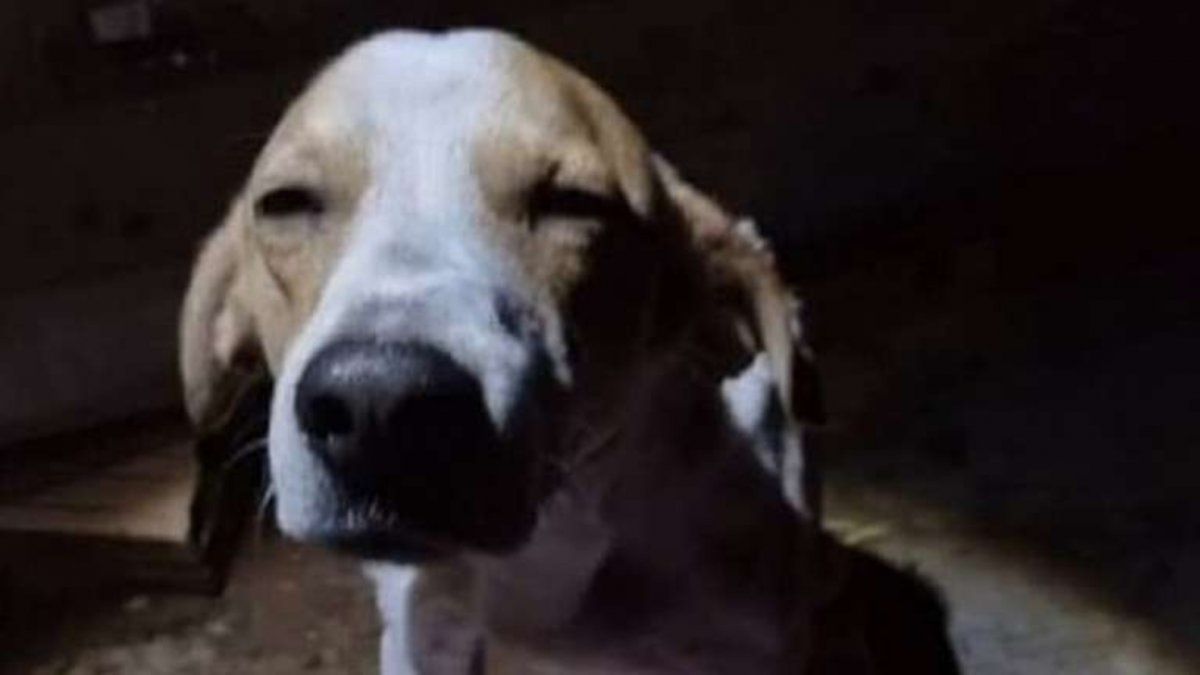 El perro sufrió cuatro heridas cortantes con un cuchillo cuando se interpuso entre el agresor