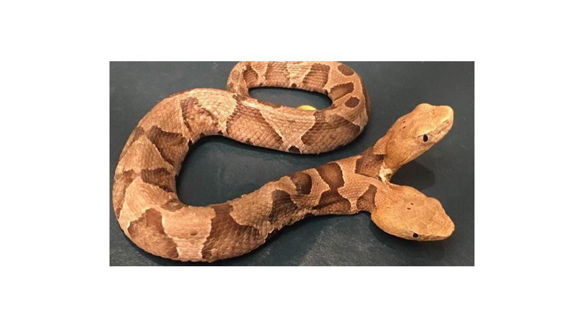 Apareció una serpiente venenosa de dos cabezas en EEUU