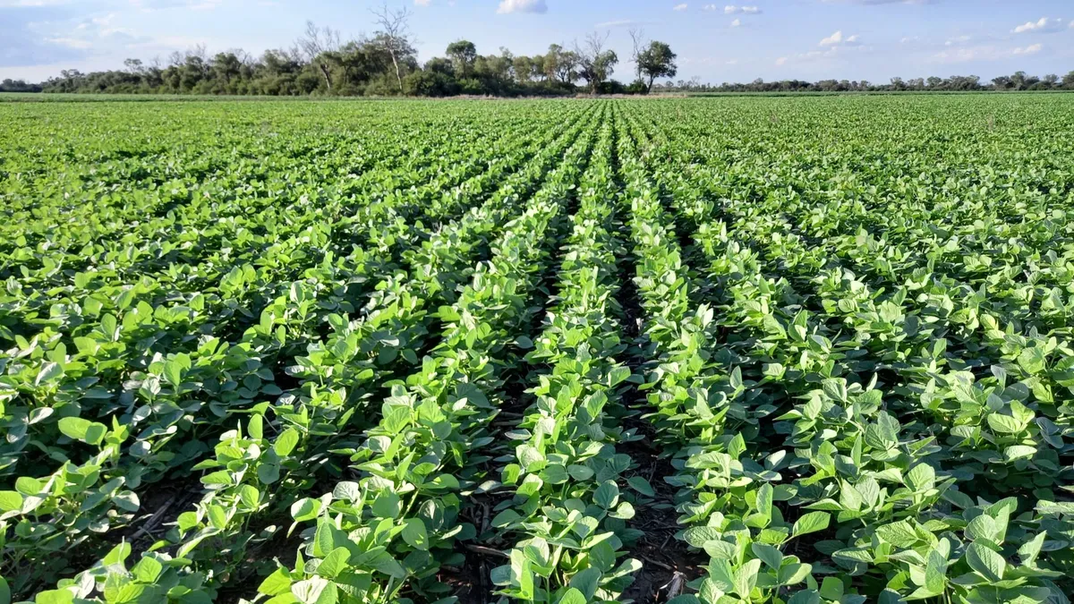 La ley ómnibus establece en un 33% la alícuota del derecho de exportación para todos los subproductos de la soja actualmente alcanzados por una alícuota del 31%. La ley ómnibus establece en un 33% la alícuota del derecho de exportación para todos los subproductos de la soja actualmente alcanzados por una alícuota del 31%.