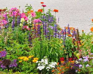 Estas cuatro plantas con flores se adaptan muy bien a balcones y macetas.