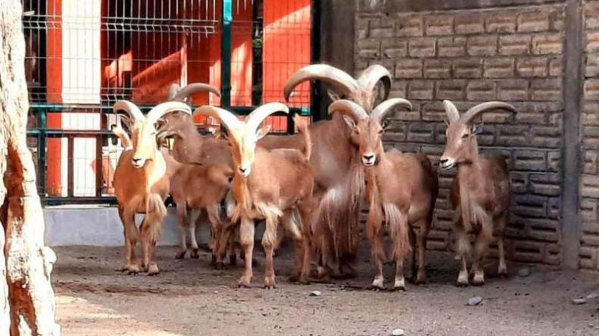 El director de un zoológico del sur de México fue echado.