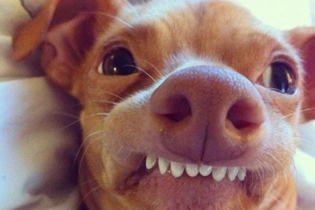 Desopilante informe de Bendita sobre la funcionaria cordobesa que hizo una fiesta por el cumple de su perrita Lulu