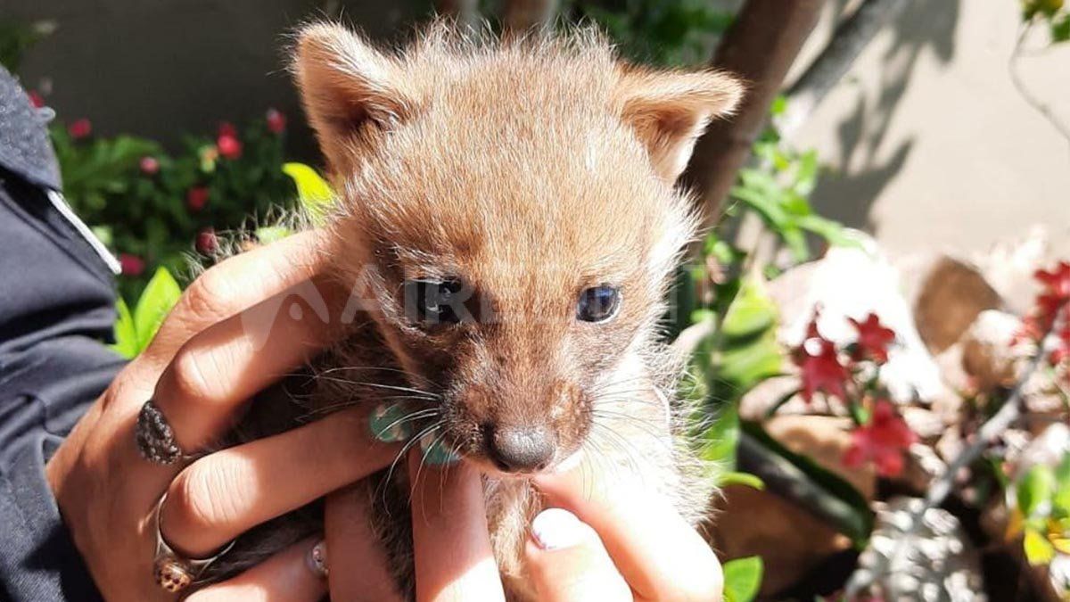 El zorro gris patagónico o chilla (Lycalopex griseus) es una de las especies sudamericanas de cánidos semejantes a los zorros de Europa, por eso llevan el mismo nombre. 