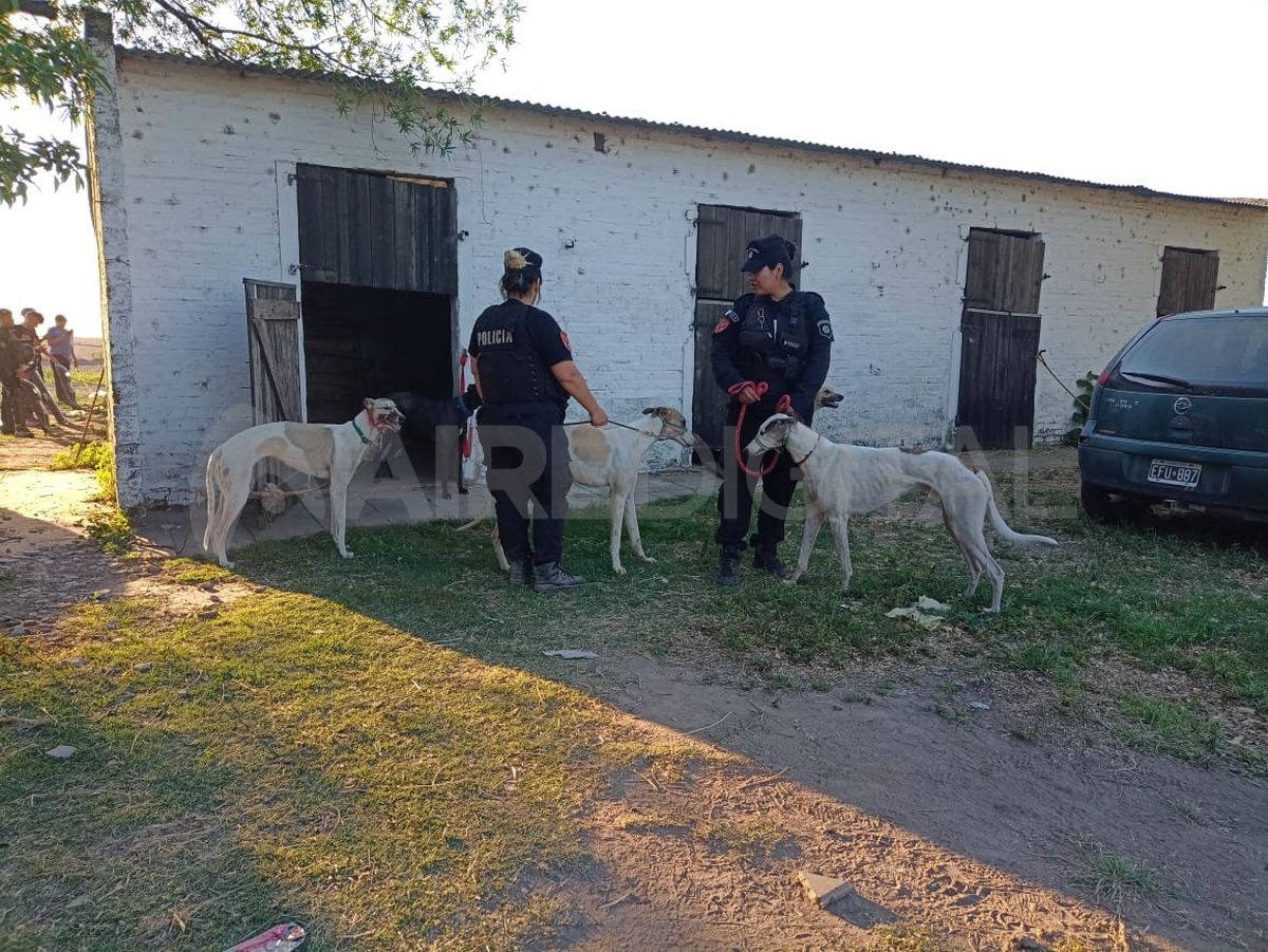 Los perros galgos fueron rescatados en un predio de la zona rural de Santo Tomé.